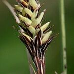 Carex buxbaumii Плід