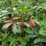 Ardisia crenata Blad