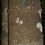 Inga marginata Bark