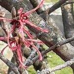 Hamamelis × intermedia Flower