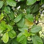 Cordia dentata Leaf
