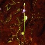Utricularia uliginosa Цвят