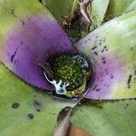 Neoregelia concentrica পাতা