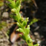 Microtis unifolia Blüte