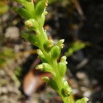 Microtis unifolia Blomma