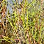 Juncus bulbosus 葉