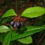 Berberis julianae Fruit