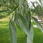 Salix albaBlad