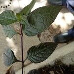 Alternanthera brasiliana Leaf