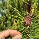 Pinus contorta Fruto