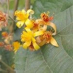 Grewia asiatica 花