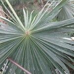 Coccothrinax argentea Hoja