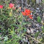 Castilleja applegatei Flower