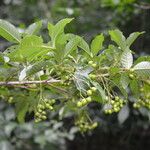 Vitex cooperi Fruto