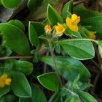 Anthyllis circinnata Flower