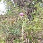Carduus nigrescens Floare