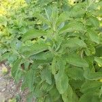 Stevia rebaudiana Ліст