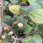 Ficus deltoidea Fruit