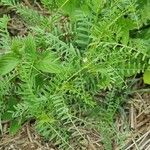 Vicia ervilia Blad