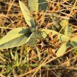 Melhania ovata Fruit