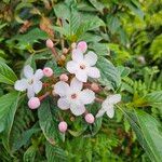 Luculia gratissima花