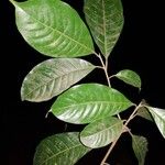 Pouteria reticulata Hoja