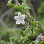 Lycium mascarenense Flower