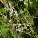 Caropsis verticillatoinundata Floare