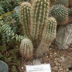 Cephalocereus senilis