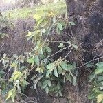 Psidium guineense Tervik taim
