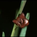 Dendrobium rhytidothece