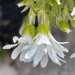 Cerastium thomasii Fula