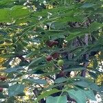 Ekebergia capensis Φύλλο