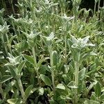 Stachys byzantina Staniste