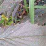 Erechtites hieraciifolius Leaf