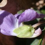 Viola collina Blüte