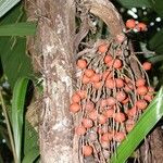 Bactris coloradonis