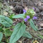 Prunella vulgarisFlower