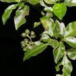 Psychotria biaristata Плод