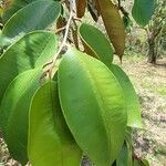Chrysophyllum cainito Hoja