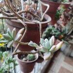 Dudleya greeneiCvet