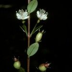 Myrteola nummularia Flor