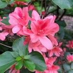 Rhododendron amagianum ফুল