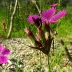 Dianthus carthusianorum Flower