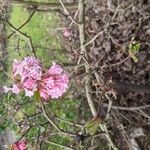 Viburnum farreriFlower