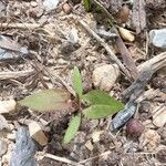 Fallopia convolvulus (L.) Á.LöveLeaf