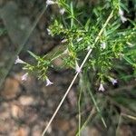 Houstonia longifolia Flor