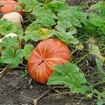 Cucurbita maxima Frucht