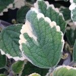 Plectranthus spp. Leaf