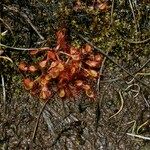 Drosera × obovata ശീലം